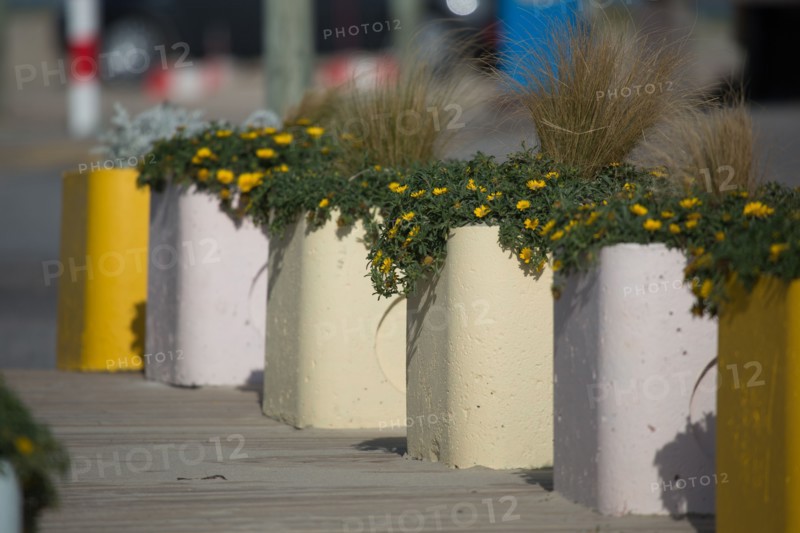 Berck-sur-Mer (Pas-de-Calais, France), bac à fleurs