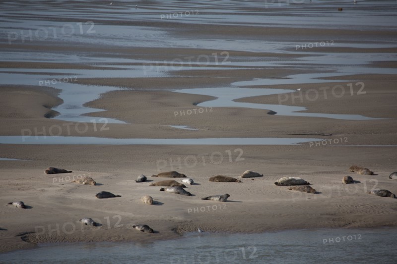 Baie d'Authie (Pas-de-Calais, France)