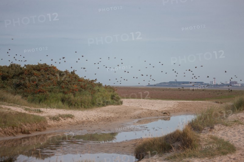 Baie d'Authie (Pas-de-Calais, France)