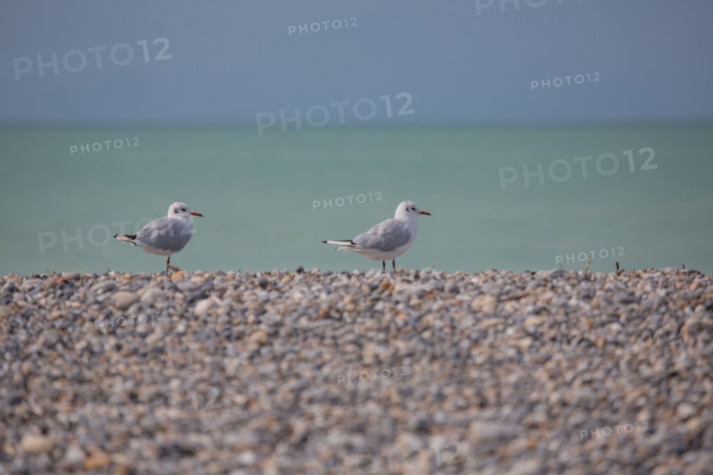 Beach in Cayeux-Sur-Mer