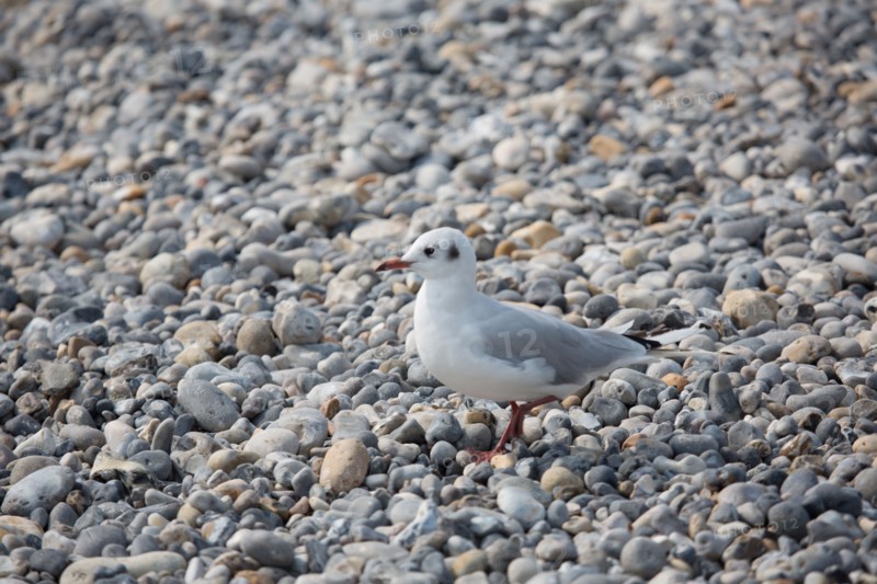 Beach in Cayeux-sur-Mer