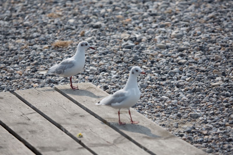 Plage de Cayeux-Sur-Mer (Baie de Somme, France)