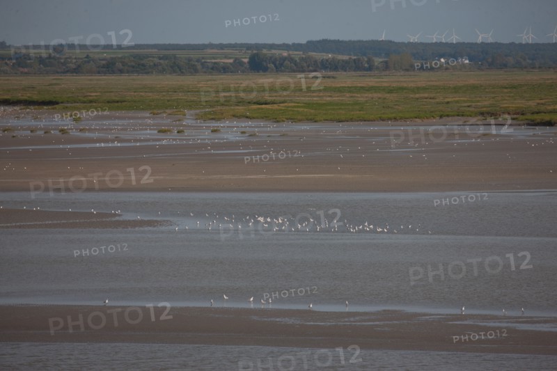 Le Crotoy (Baie de Somme, France)