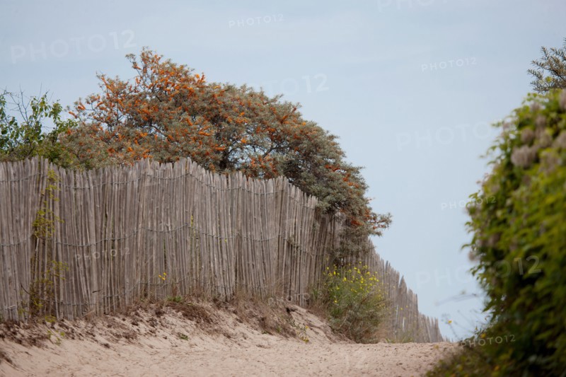 Conservation area of Belle Dune in Quend