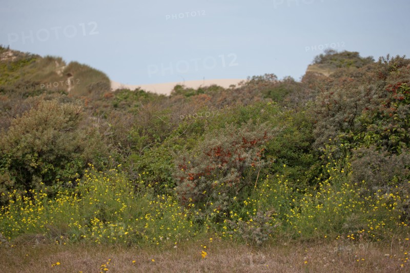 Quend (Baie de Somme, France), site de Belle Dune