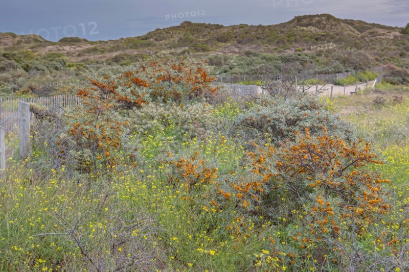 Quend (Baie de Somme, France), site de Belle Dune
