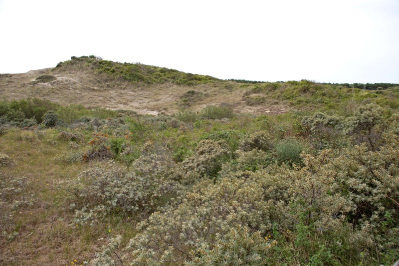Quend (Baie de Somme, France), site de Belle Dune