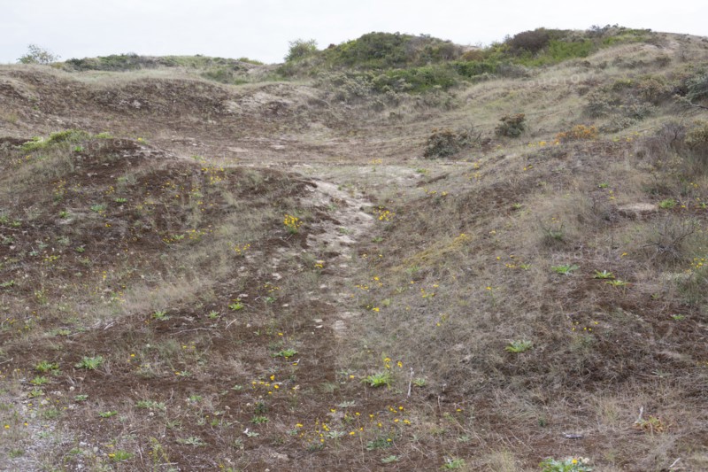 Quend (Baie de Somme, France), site de Belle Dune