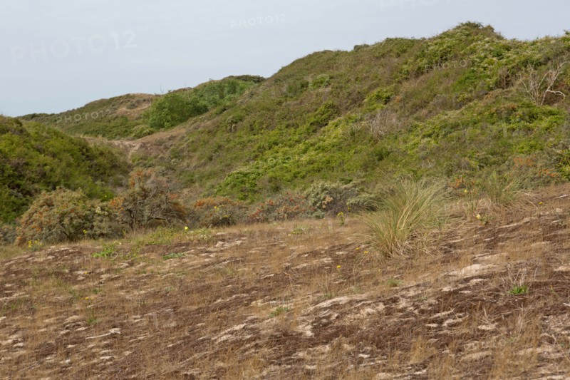 Quend (Baie de Somme, France), site de Belle Dune