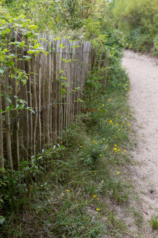 Conservation area of Belle Dune in Quend