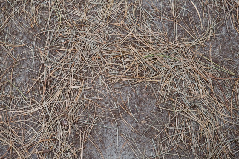 Quend (Baie de Somme, France), site de Belle Dune