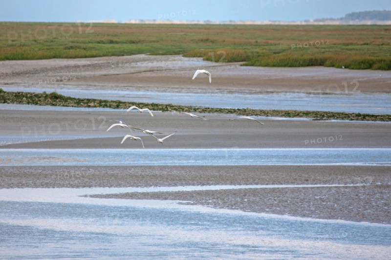 Saint-Valery-sur-Somme (Baie de Somme, France)