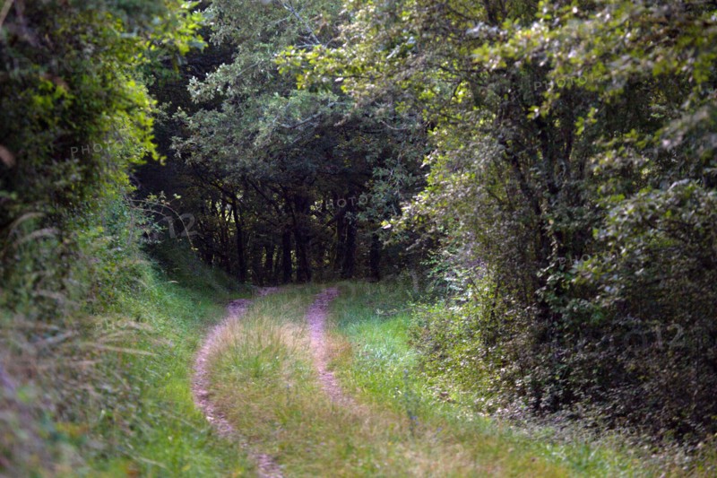 Parc des Grands Causses, Brousse-le-Château, chemin forestier