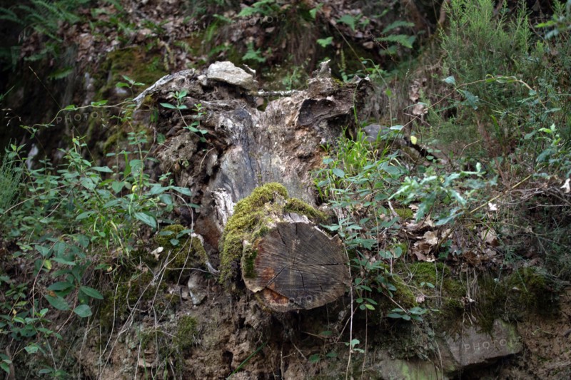 Regional nature park of Grands Causses