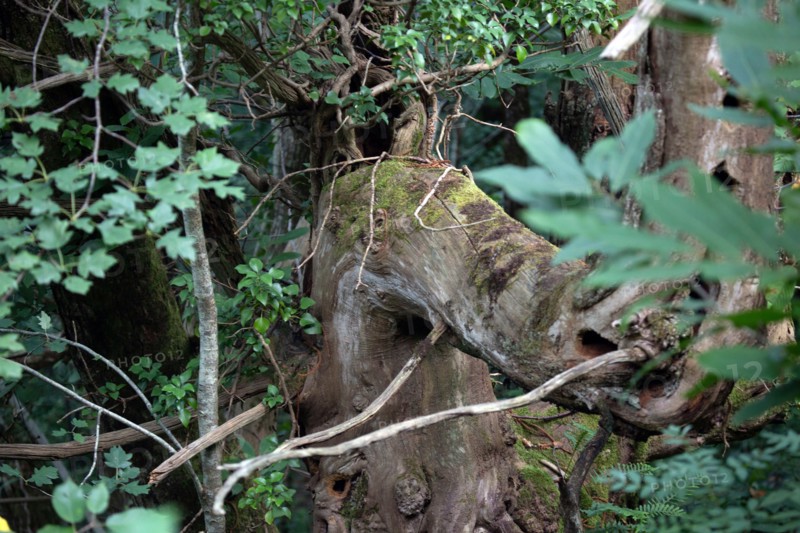 Regional nature park of Grands Causses