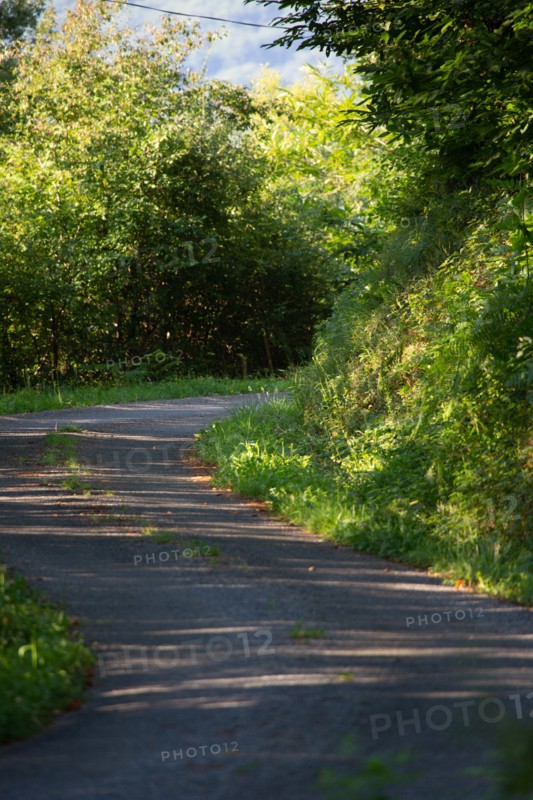 Road through the woods