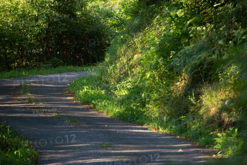 Road through the woods