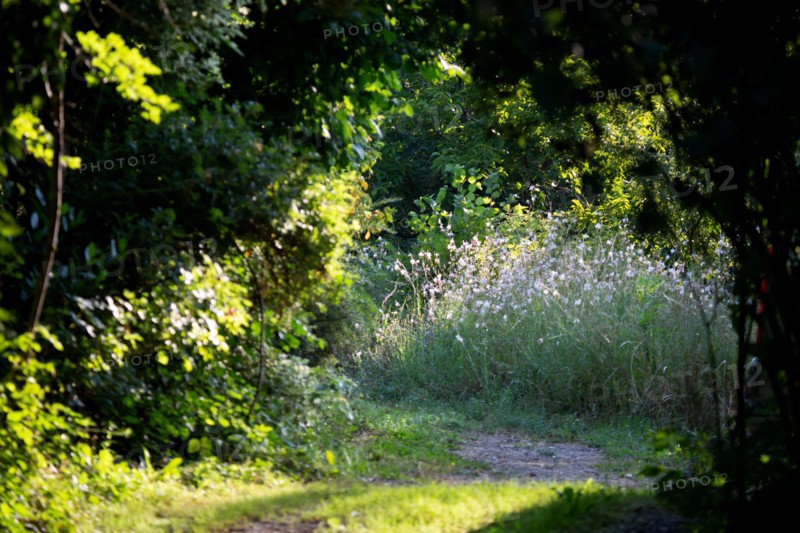 Road through the woods