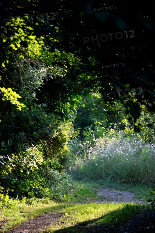 Road through the woods