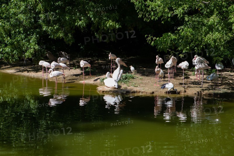 Lyon, Parc de la Tête d'Or, animaux