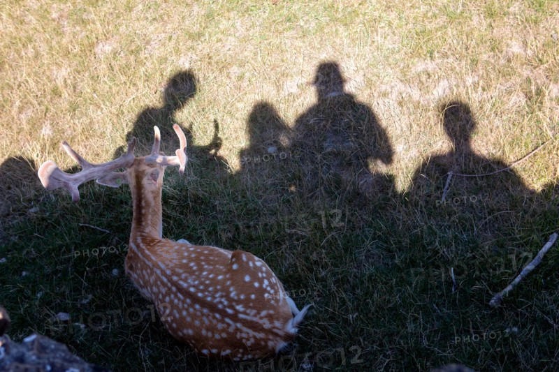 Lyon, Parc de la Tête d'Or, animaux