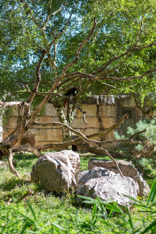 Lyon, Parc de la Tête d'Or, animaux