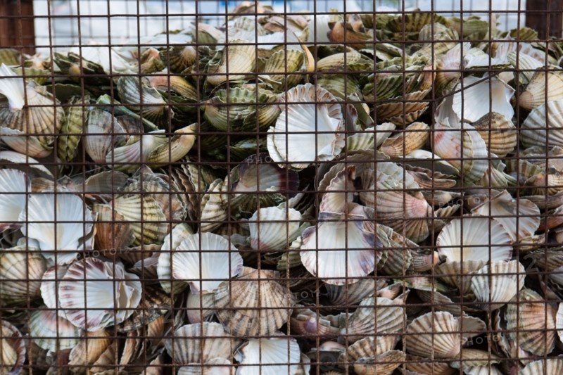 Dieppe, scallops containers