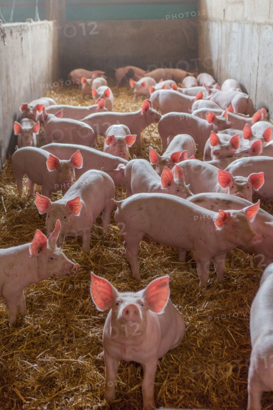 Ambrumesnil, Le Cochon Campagnard