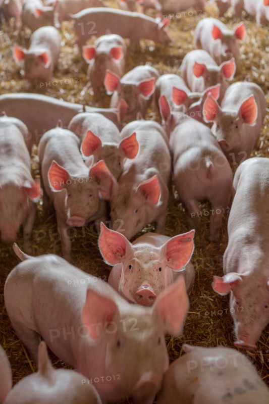 Ambrumesnil, Le Cochon Campagnard