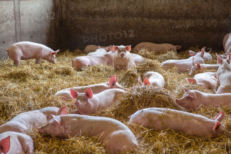 Ambrumesnil, Le Cochon Campagnard