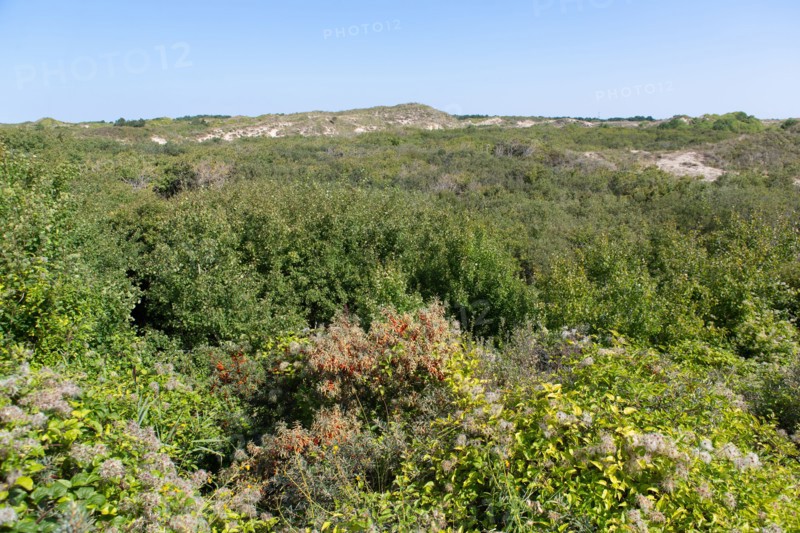 Cucq  Stella Plage (Côte d'Opale), dunes de Mayville