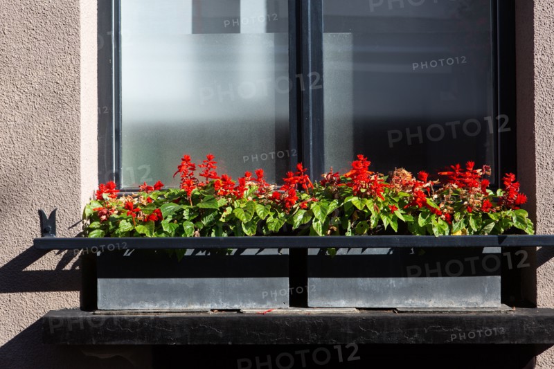 Montreuil-sur-Mer, flowered window box