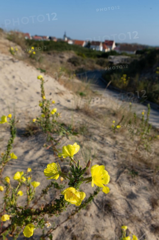 Merlimont Plage, sentier de découverte de la dune parabolique