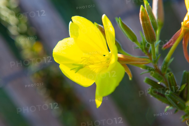 Merlimont Plage, dune like vegetation, evening primrose
