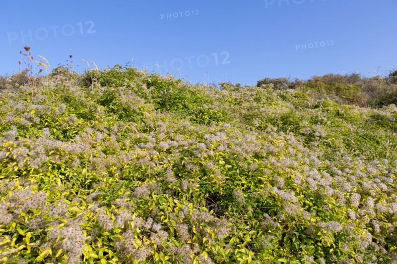 Merlimont Plage, vegetation dunaire