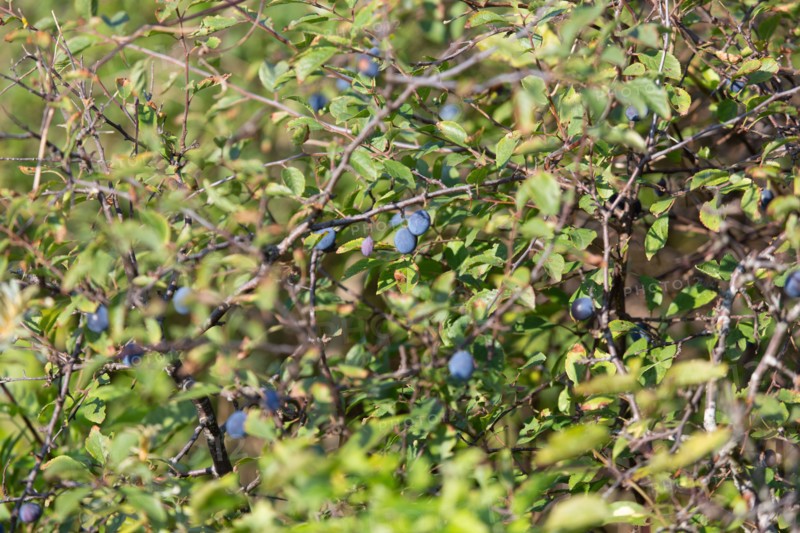 Merlimont Plage, Stella-Merlimont dunes, blue berries