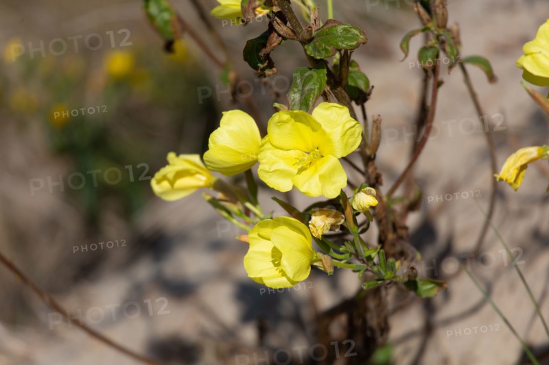 Merlimont Plage, dune like vegetation, evening primrose