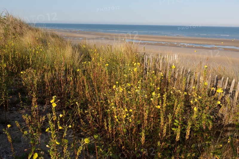 Merlimont Plage, Stella-Merlimont dunes