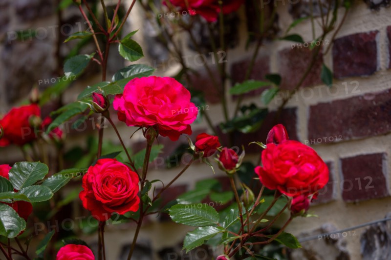 Veules-les-Roses, Moulin des Cressonnieres
