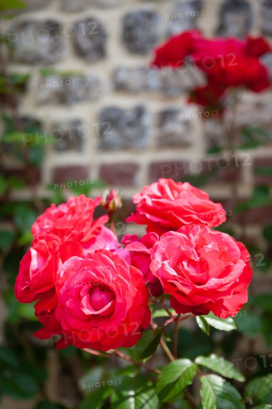 Veules-les-Roses, Moulin des Cressonnières