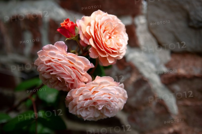 Veules-les-Roses, Moulin des Cressonnieres