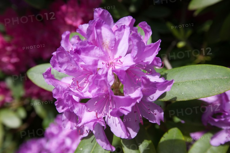 Campigny, hôtel restaurant Le Petit Coq aux Champs