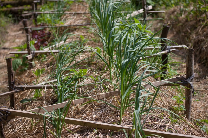 Campigny, hotel restaurant Le Petit Coq aux Champs, permaculture vegatable garden