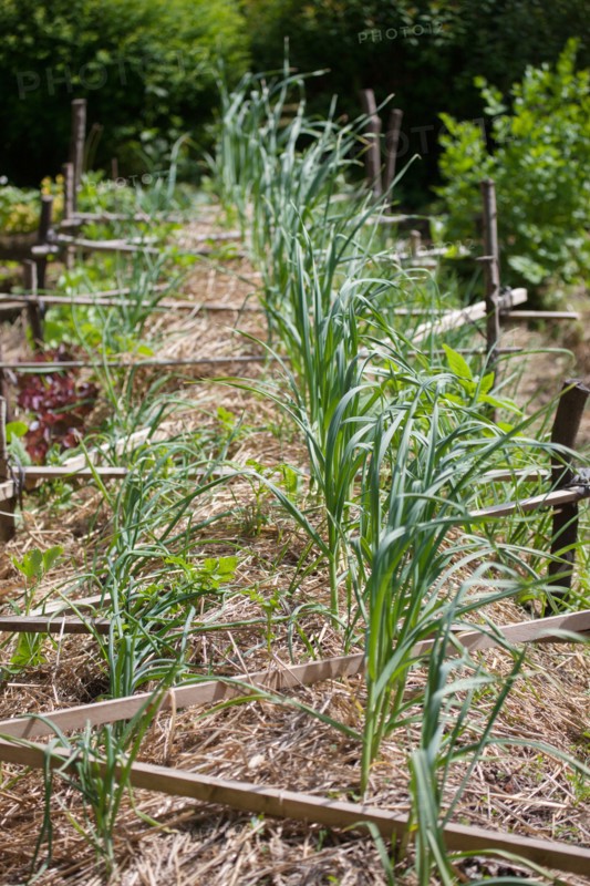 Campigny, hotel restaurant Le Petit Coq aux Champs, permaculture vegatable garden