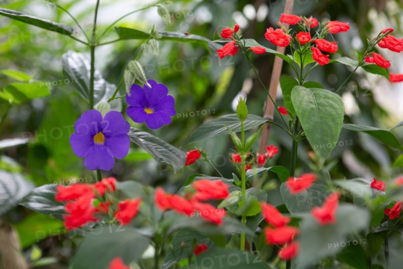 Le Havre, jardins suspendus, Fort de Sainte Adresse