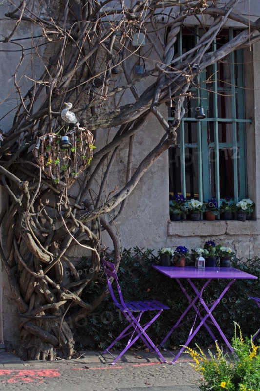 Paris, glycine du restaurant "Au Vieux Paris d'Arcole"