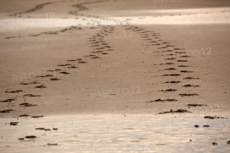Deauville, beach