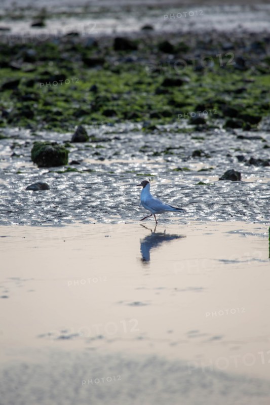 Plage du butin à Honfleur