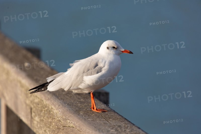 Le Crotoy