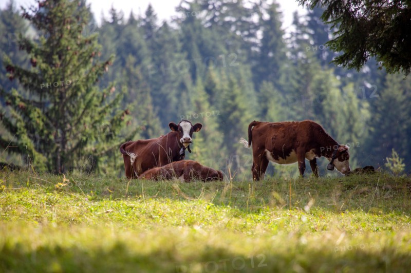 Morzine, Haute-Savoie